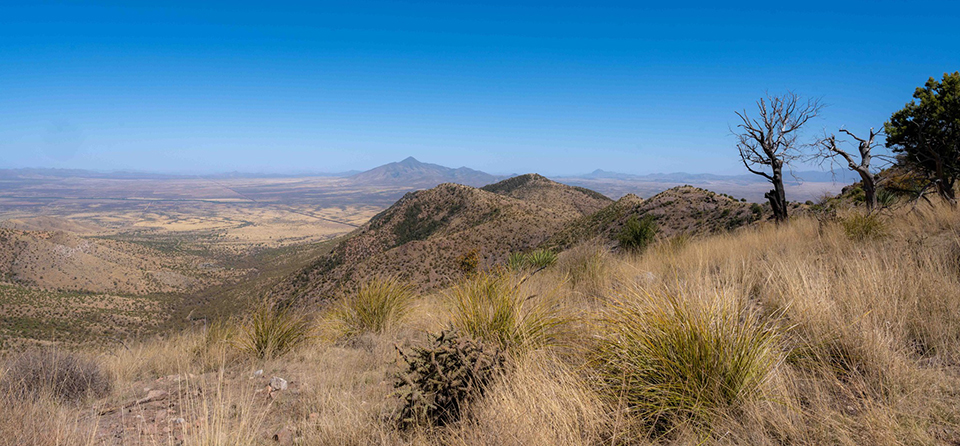 Dry grasses, cactus, and a few live and dead trees on a desert hillside above a desert valley with mountains in the distance.