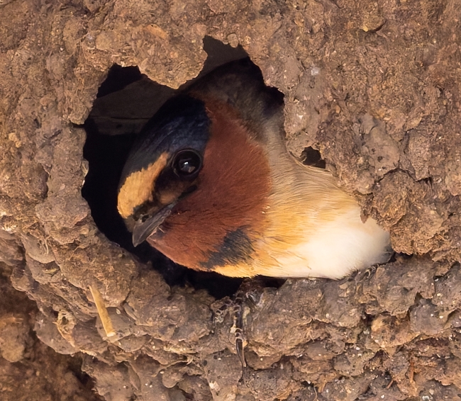 A brown and white bird peeks out from a hole in its mud nest. It is multiple shades of brown around its head, but its coloring fades to white around its torso.