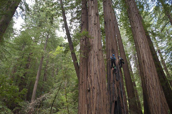 Stephen Sillett and Marie Antoine climbing Muir Woods redwoods.