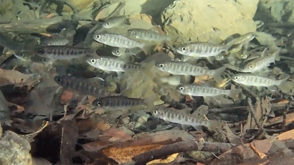 Short clip of a school of a couple dozen small silvery fish with darker vertical markings on their sides swimming in place in a creek pool lined with rocks, sticks and fallen leaves.