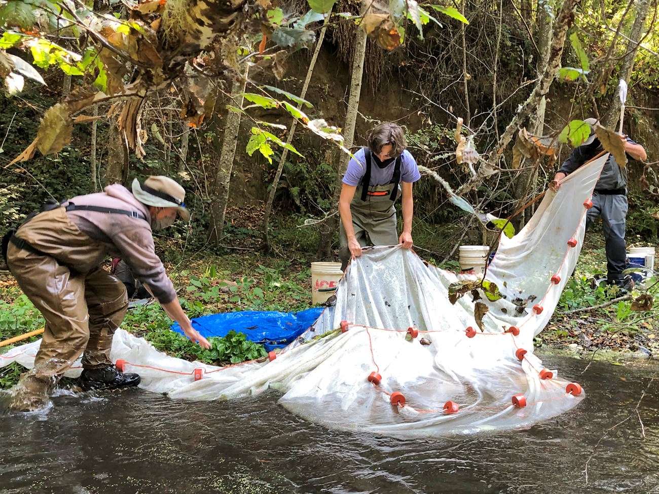 Three people wearing masks and waders lift an enormous seine net out of Olema Creek.