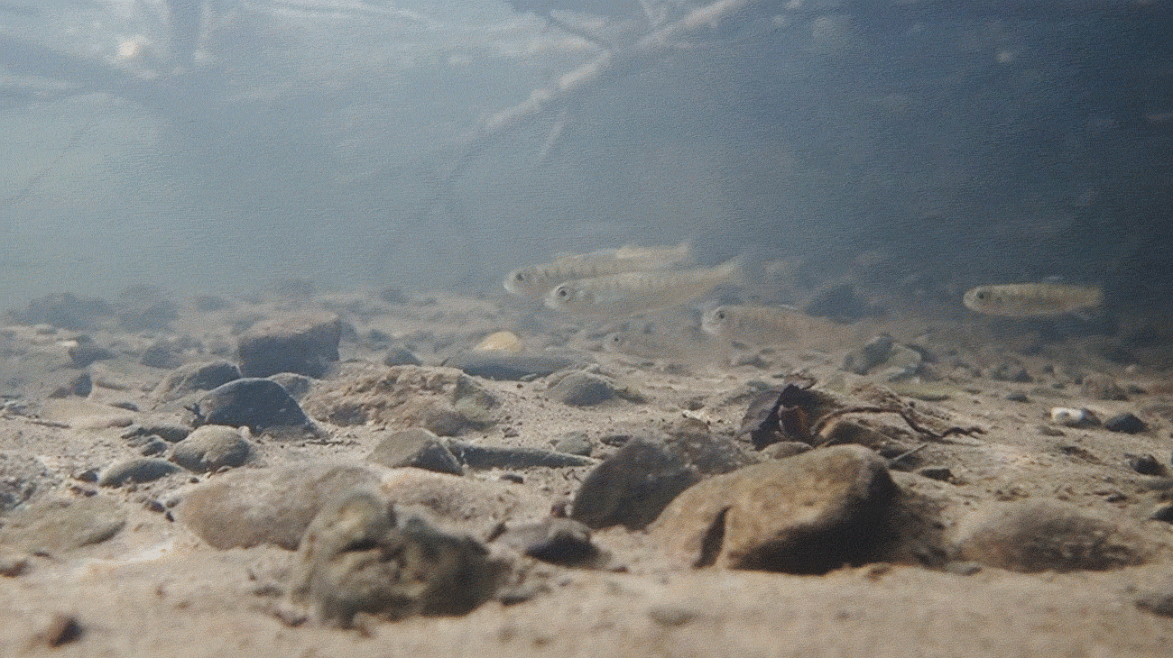 GIF of a half dozen tiny fish swim energetically against the current over a rocky, silty streambed. They hold their position as little bits of debris pass them by, fast. Sticks are stuck towards the water's surface above and behind them.