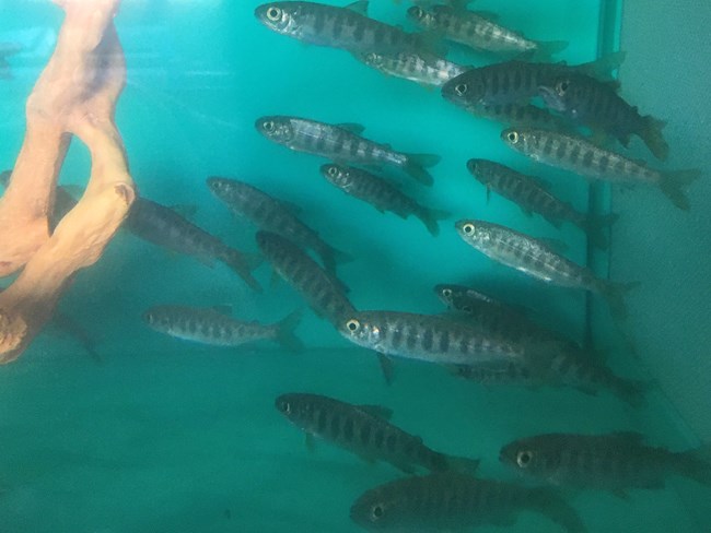 School of silvery fish in a tank with a branch, looking healthy.