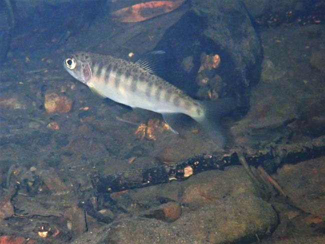 A small silvery fish with black stripes and large eye swimming.