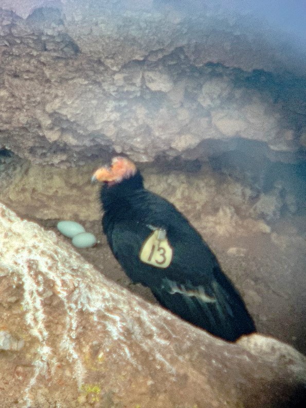 Adult condor with a tag on its wing bearing the number 13 standing in a cliff cavity in front of two bluish eggs.