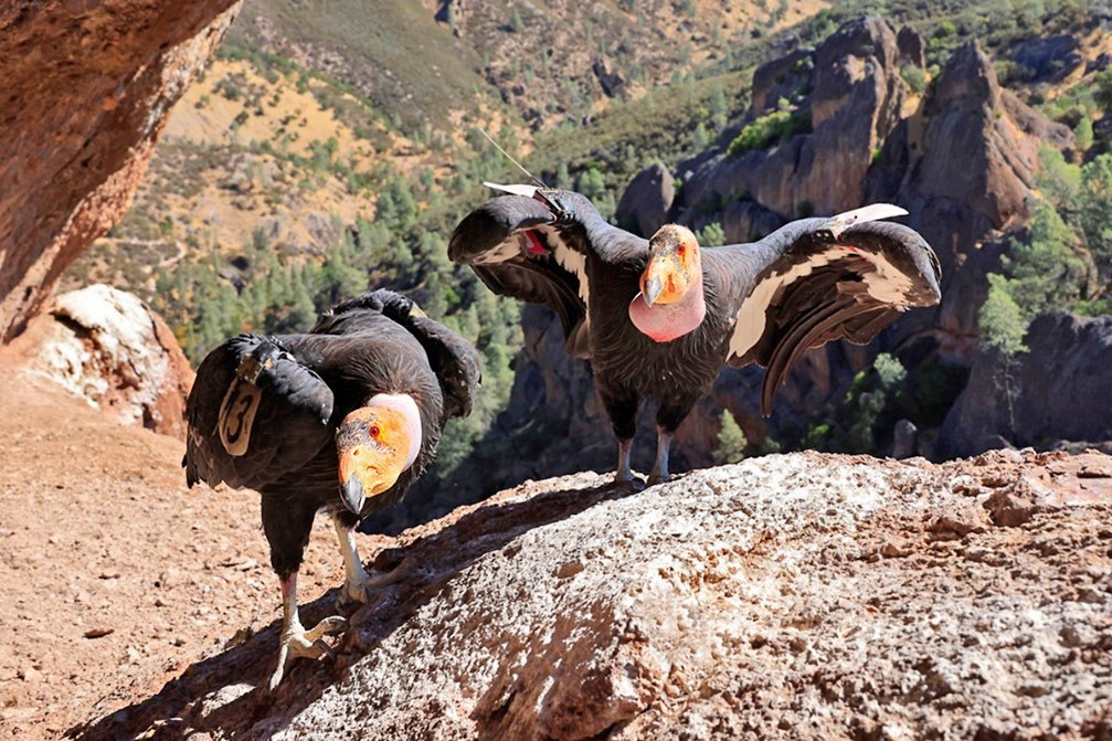 Two adult condors with orange heads and red eyes perched at the edge of a large cliff cavity, with iconic Pinnacles rock formations behind them in the distance.