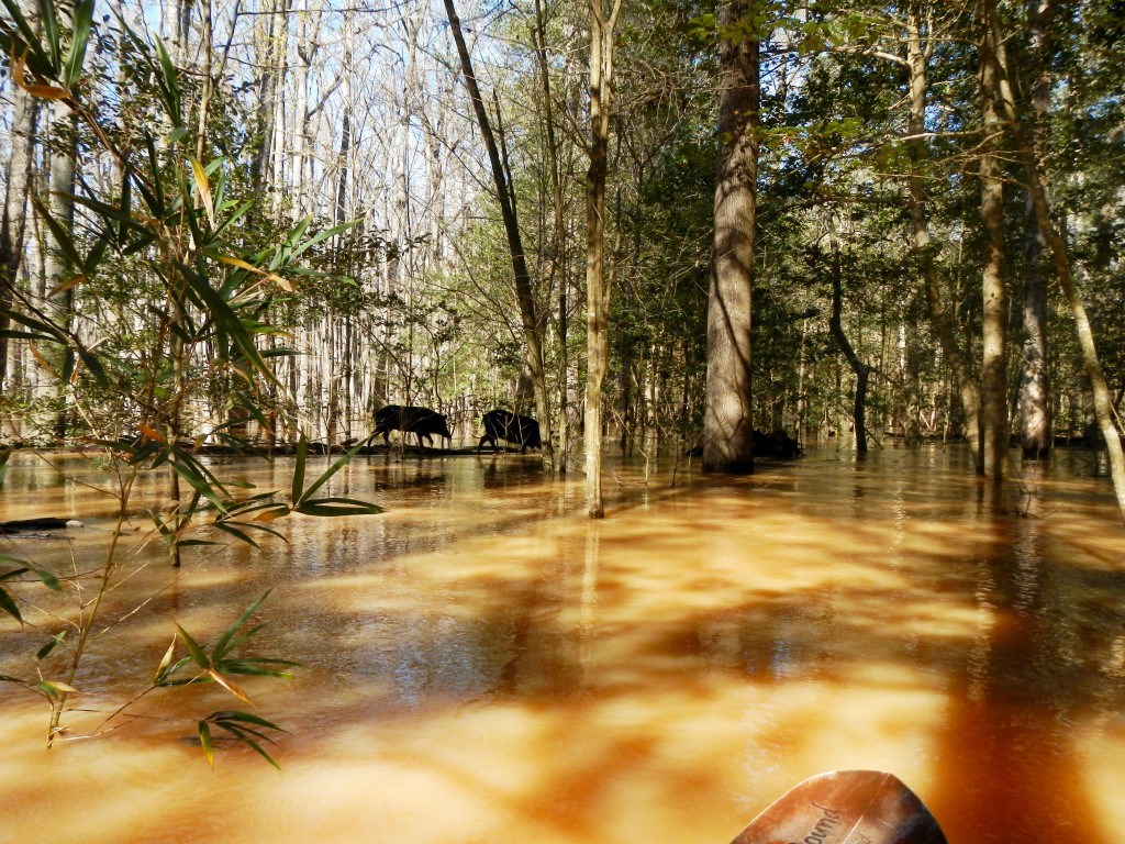 Two feral hogs seen traversing a log surrounded by water and trees