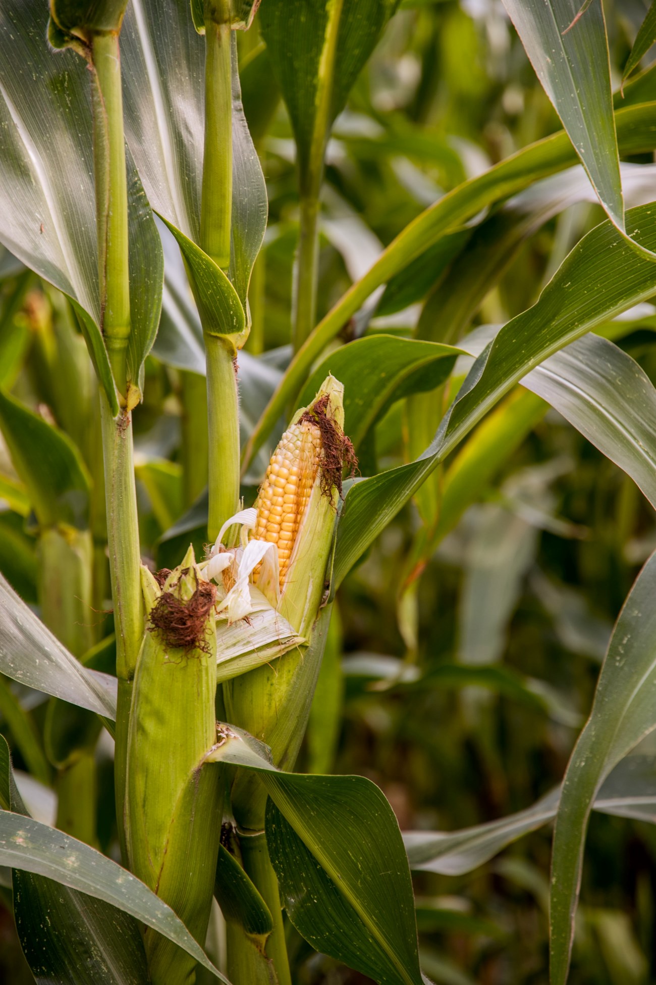 One yellow corn stalk surrounded by green leaves in a field.