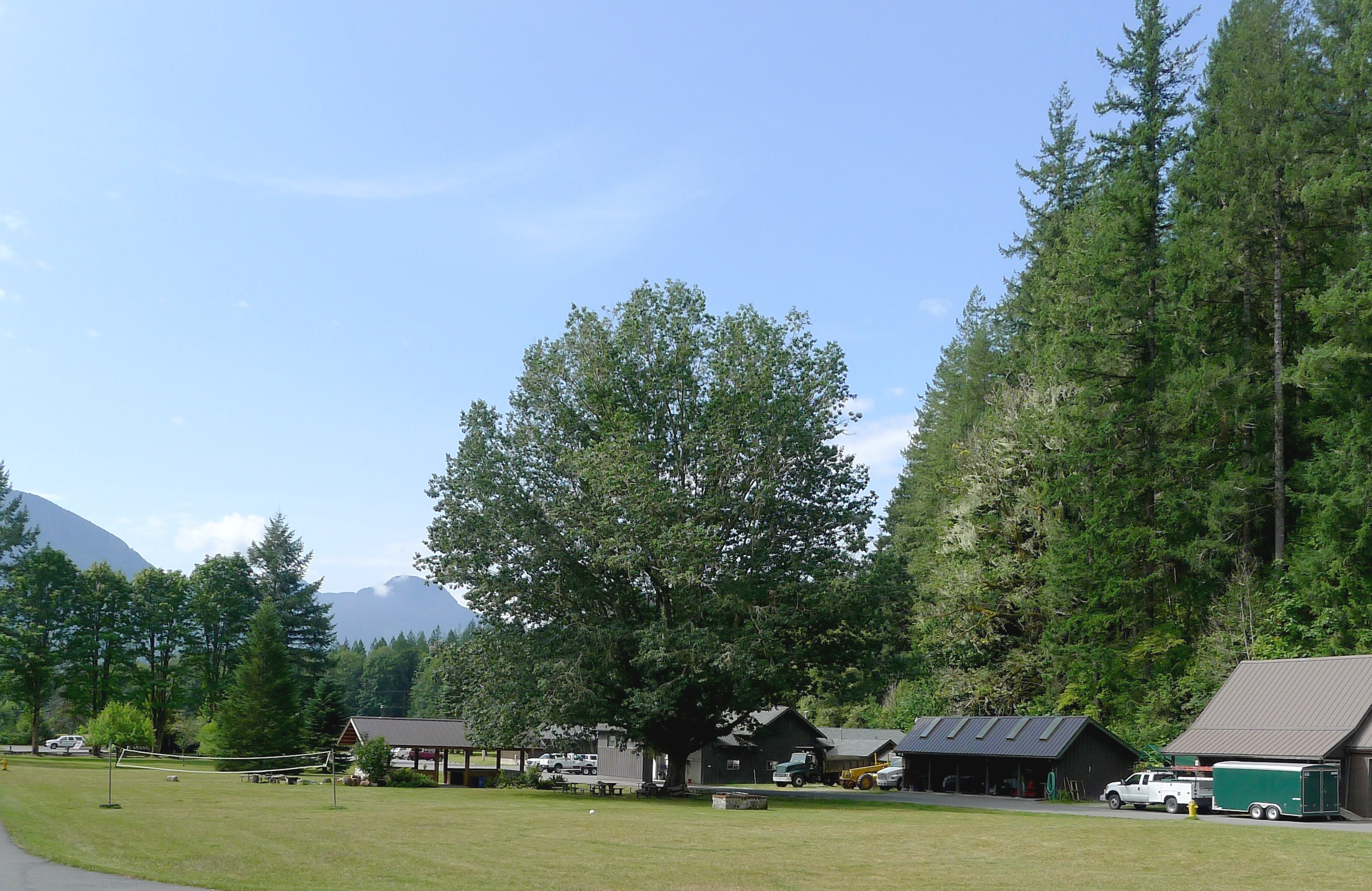 Mature, solitary northern red oak tree stands tall within an open turf meadow during the summer season.