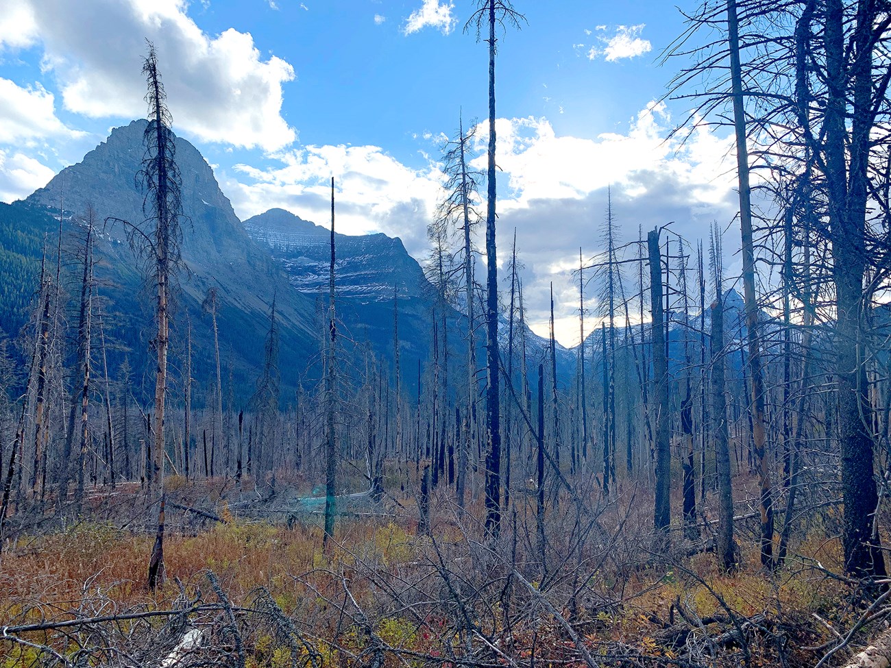 Bare, blackened tree trunks blanket the landscape, with Glacier's iconic, jagged peaks towering in the background.