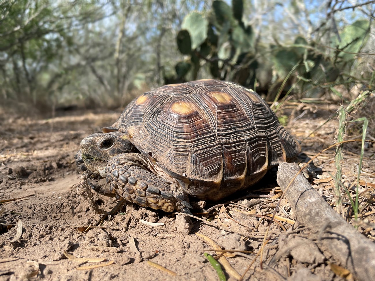 Texas Tortoise Monitoring at Palo Alto Battlefield National Historical ...