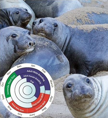 Circular monthly calendar with inner circles aligning with the months elephant seals come ashore for different purposes overlayed on a photo of female elephant seals piled atop one another.