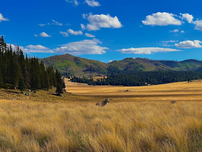 A coyote hides amongst tall grasses in a montane prairie.