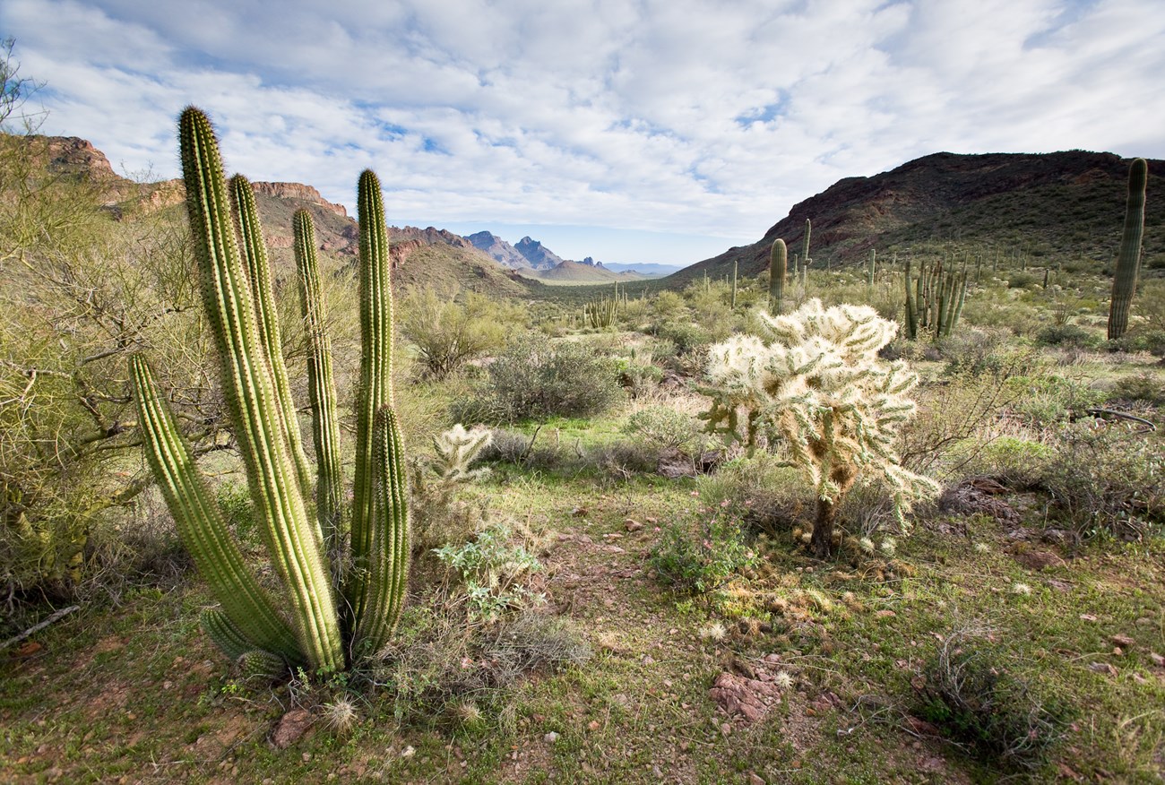 Organ pipe cactus at Ajo Mountain Drive viewpoint