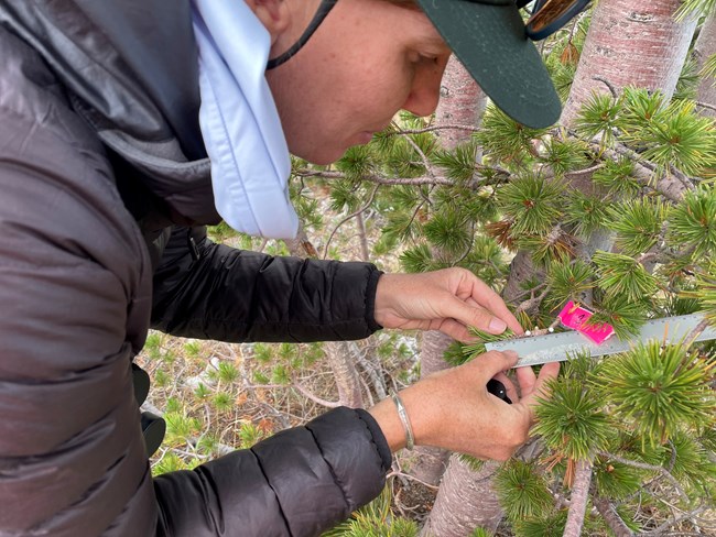 Woman holds ruler against small branch of a pine tree.
