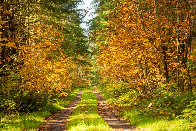 Two dirt tracks wander through an early-autumn forest.