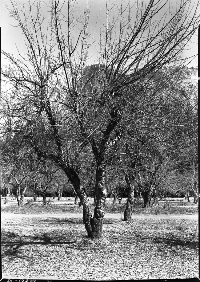 A row of apple trees with cut branches on the ground.