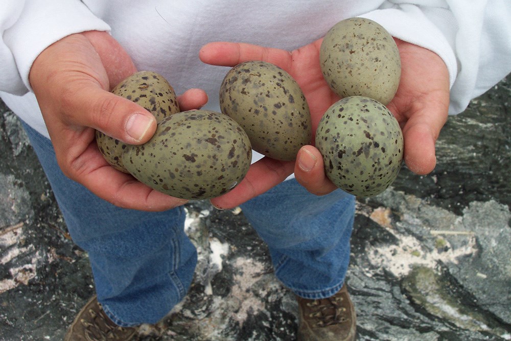 A person holds speckled gull eggs in his hands.