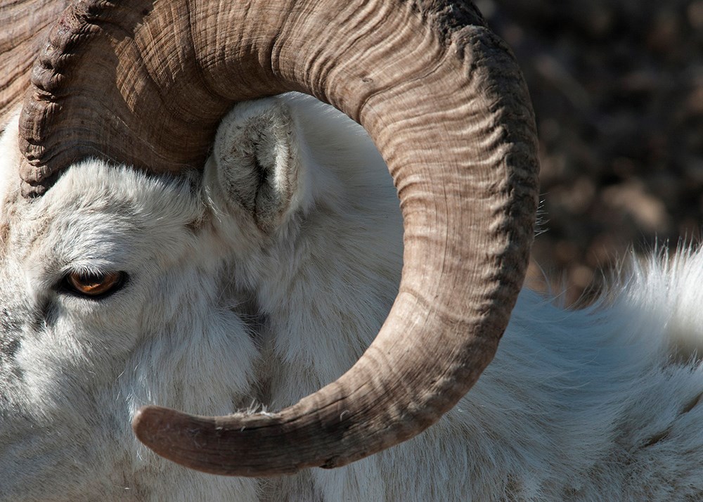 A close up of a Dall sheep horns and face.