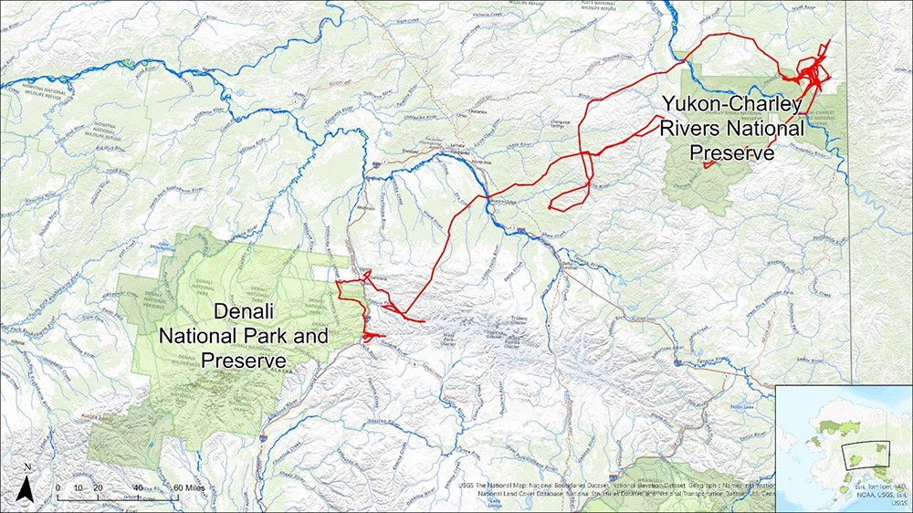 A map of Alaska showing the location of Denali and Yukon-Charley Rivers and the travel path of a wolf.