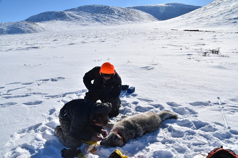 Researchers collect biological data from an anaesthetized wolf.