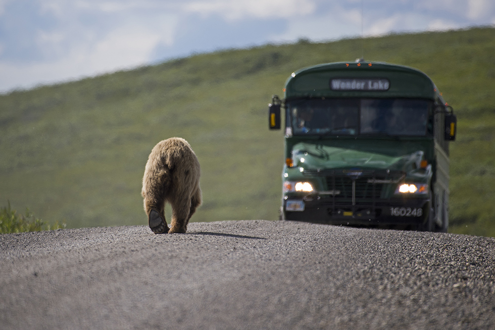 A brown bear walks down the Denali Park Road with a bus coming toward it.