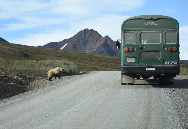 A bear walks up to the Denali Park Road with a bus on the road.
