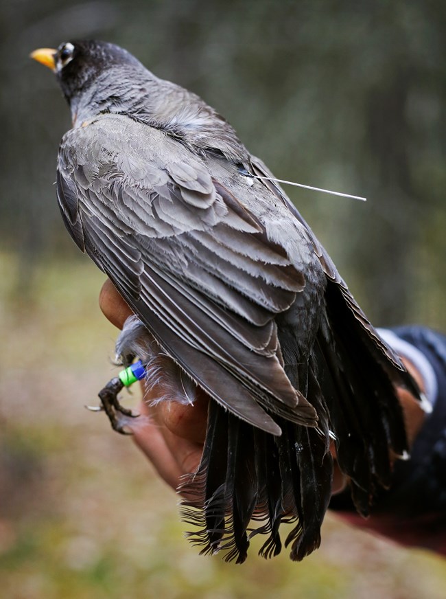 A robin with tiny gps antenna on its back and colored leg bands perches on a hand