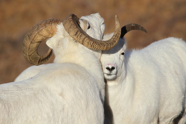 A close up of two Dall's Sheep rubbing heads.