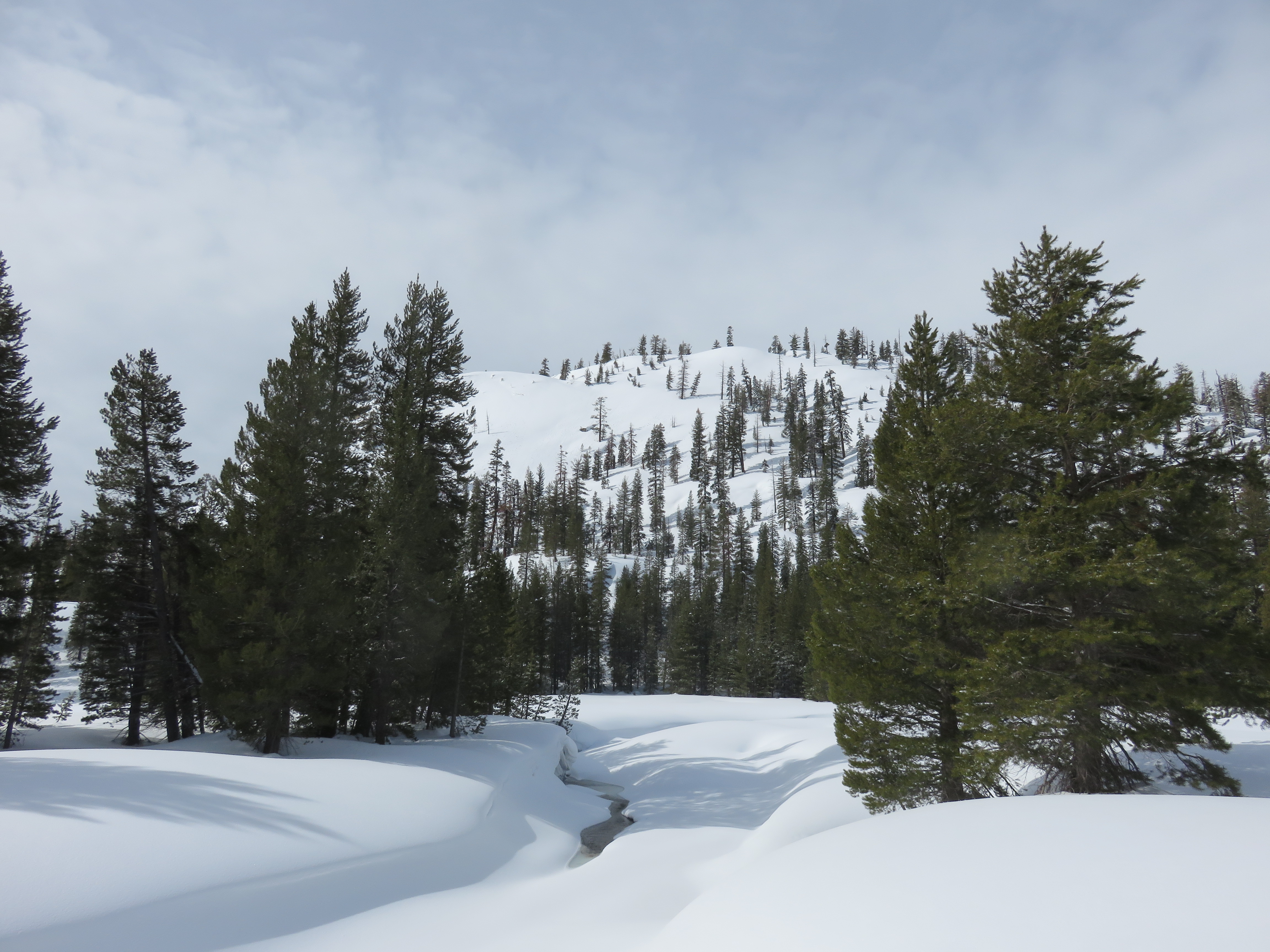 Conifer trees with snow-covered meadow and river, with view of snow-covered mountain in background.