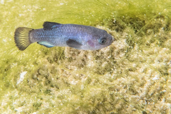 A devils hole pupfish, a small indigo colored fish, swims close to the bottom of the cave, which is covered in green-yellow mossy plants.