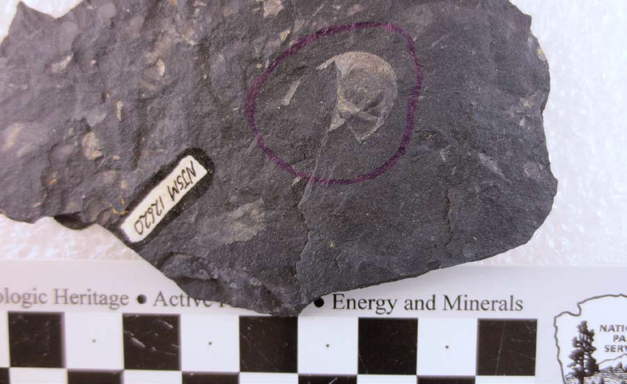 Photo of a small fossil in  a piece of rock.