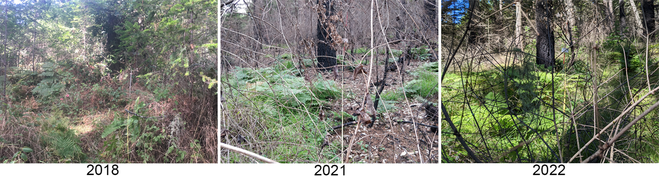 3 plot photos from the same Douglas-fir forest plot. In 2018 the forest is unburned with dense understory vegetation. In 2021, it is charred with a bit of low vegetation starting to grow back. In 2022, the forest floor is a dense carpet of greenery.