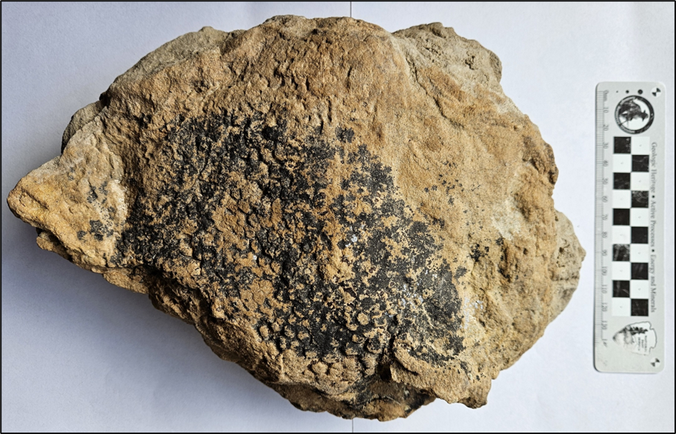 Photo of dinosaur skin impressions.