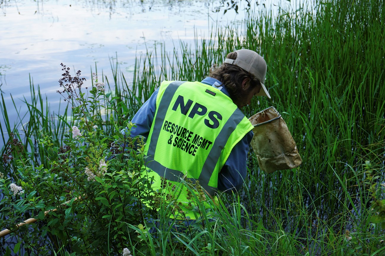 A man with his back to the camera stands chest-deep among reeds on the edge of a pond. He is peering into a long-handled net he has just lifted from the water.