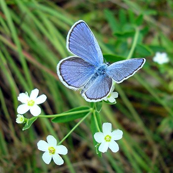 Blue butterfly with white wing tips perched on small white flowers