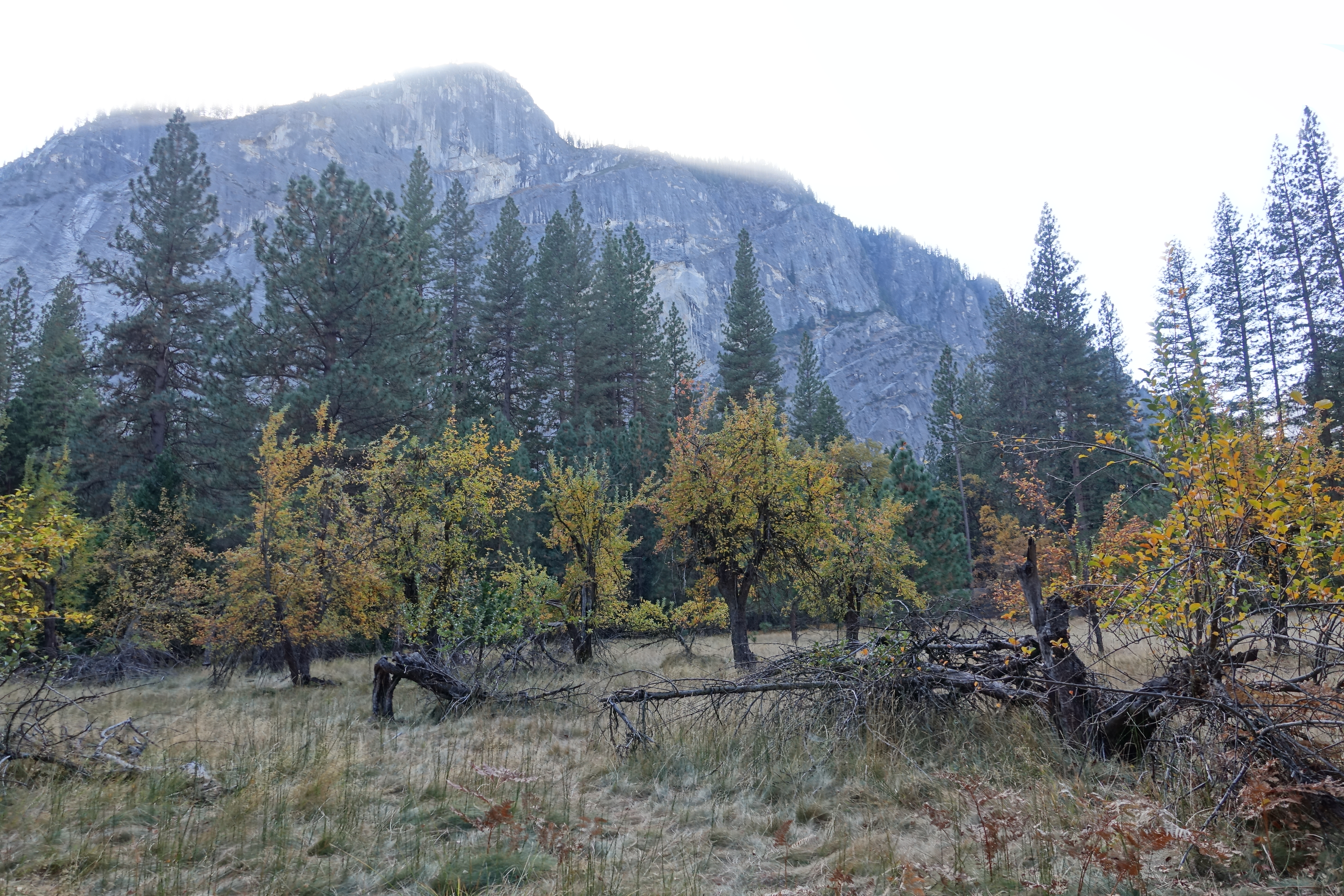 Lamon orchard apple trees in front of a rock face in Yosemite Valley.