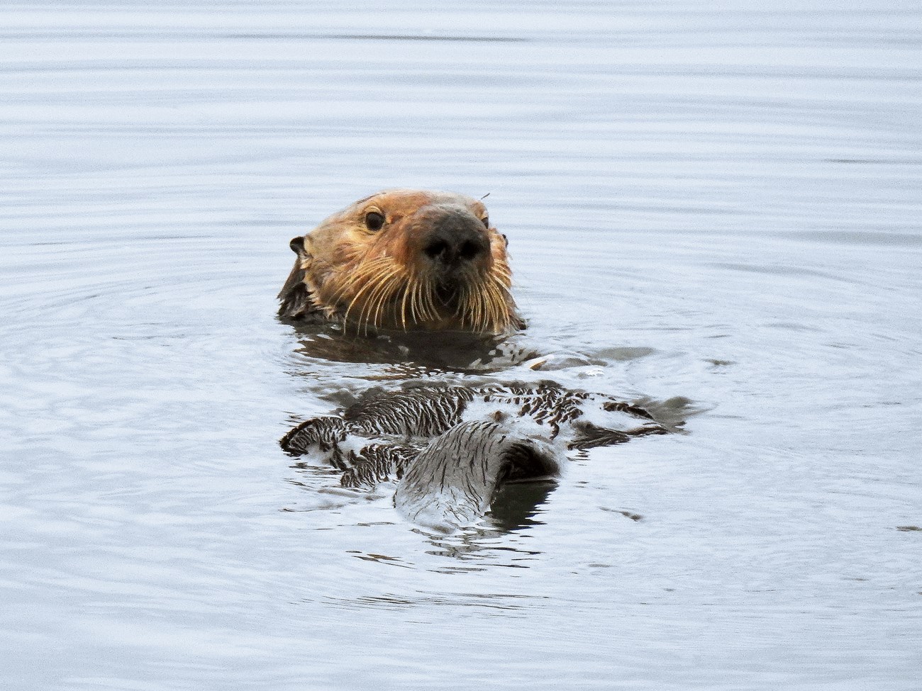 Sea otter with a big nose and long, downward curving whistkers, floating on its back, looking across its belly at the photographer.