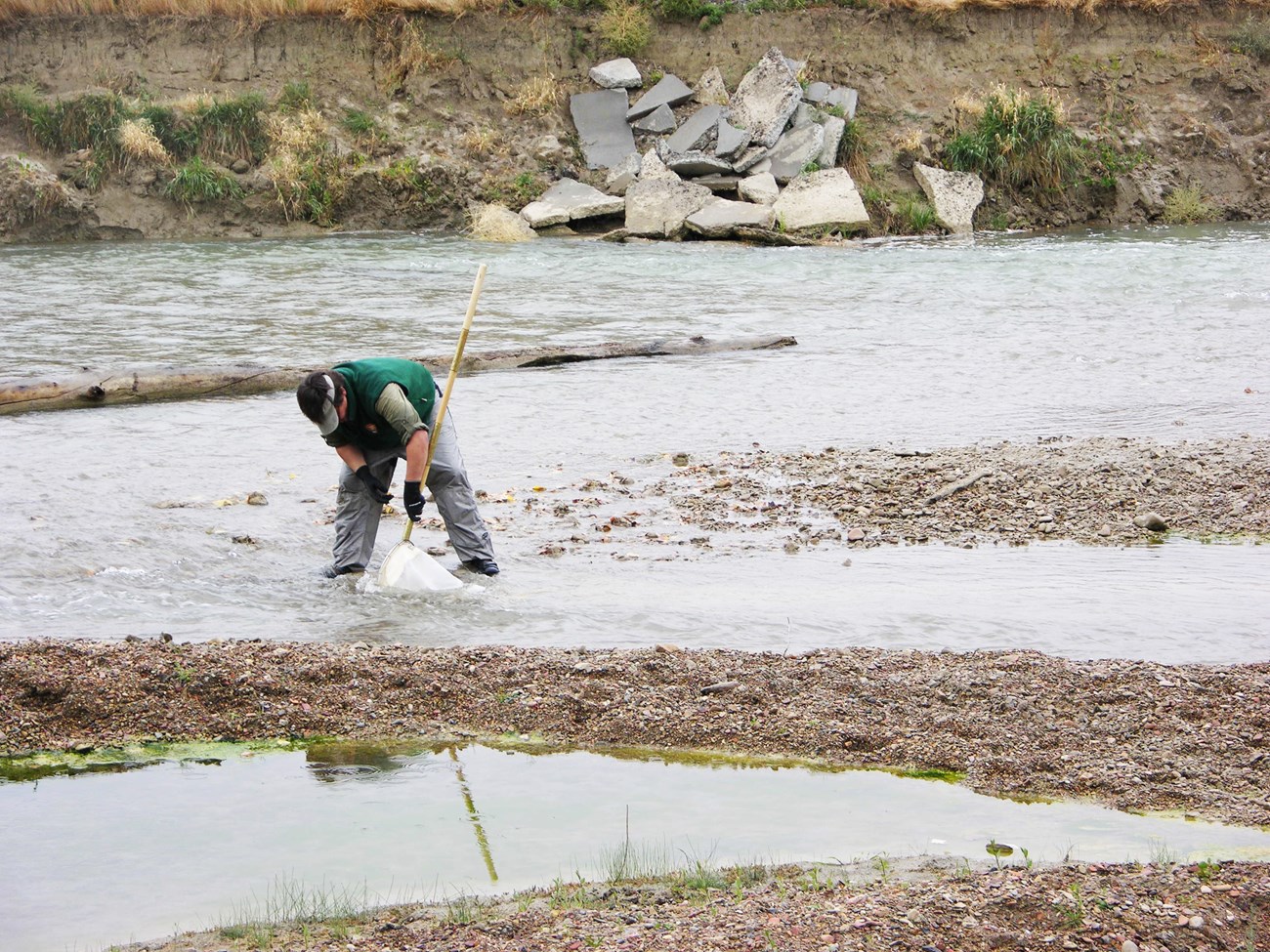 Man stands in a shallow stream holding a submerged net downstream of his feet.