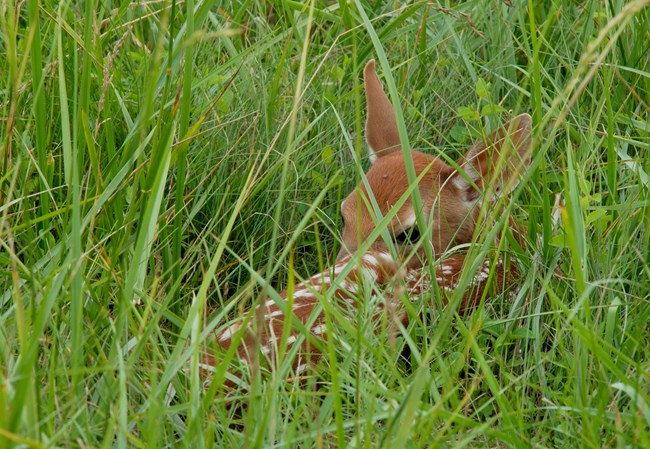 a baby deer mostly hidden peers through leaves of grass