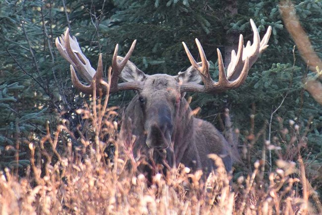 A moose under spruce canopy.