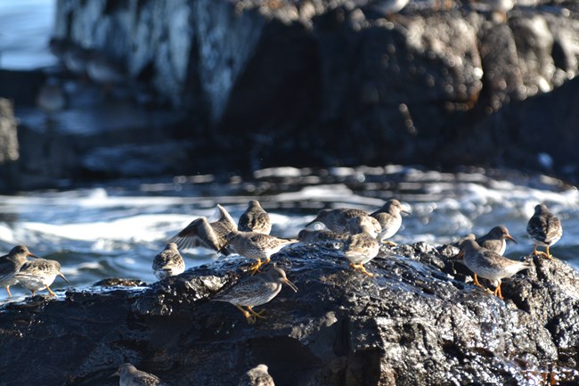 Flock of Purple Sandpipers perched on a wet rocky shore of Acadia National Park.