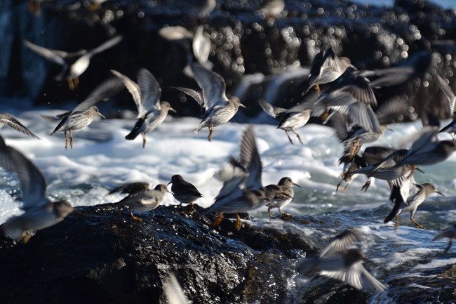 Flock of Purple Sandpipers flying and perched on wet rocks with waves splashing against the shore in Acadia National Park.