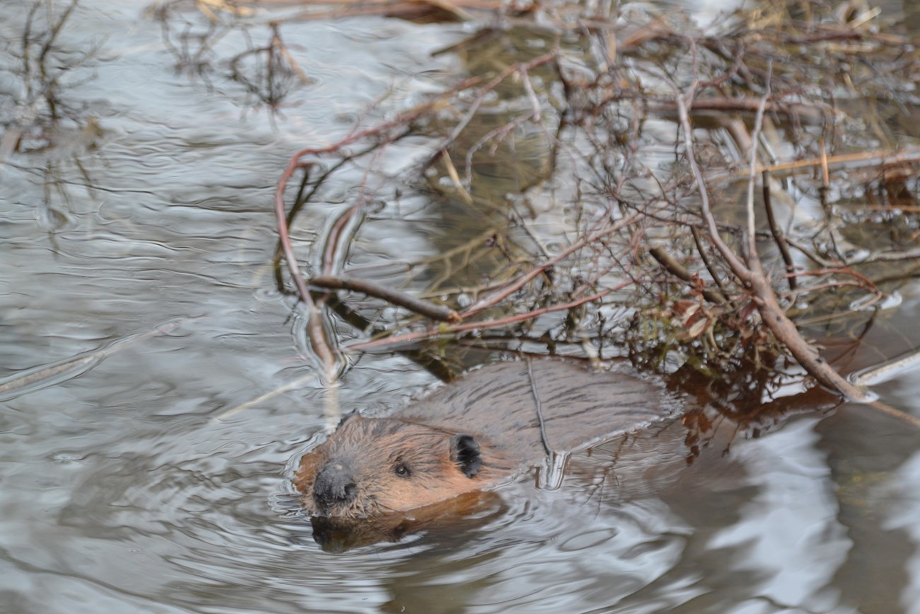 Beaver in water