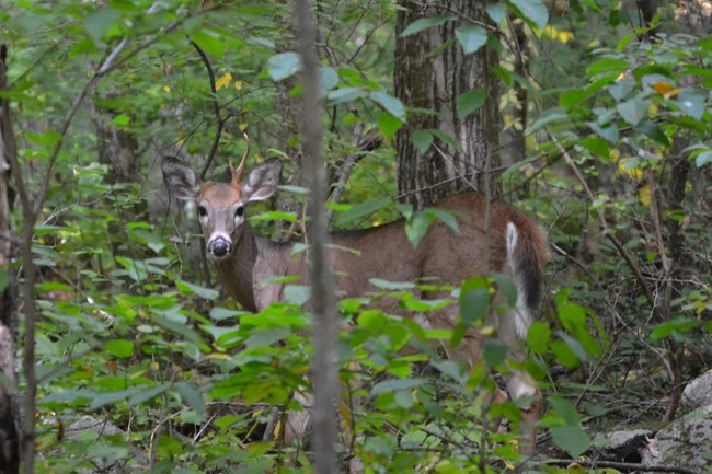 A deer with one small antler can be seen through the green leaves of young trees.