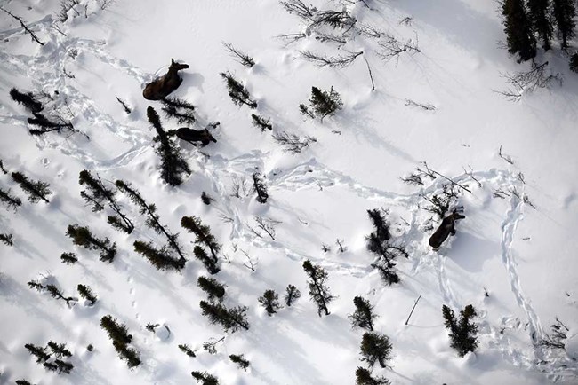 Moose in snow seen from above.