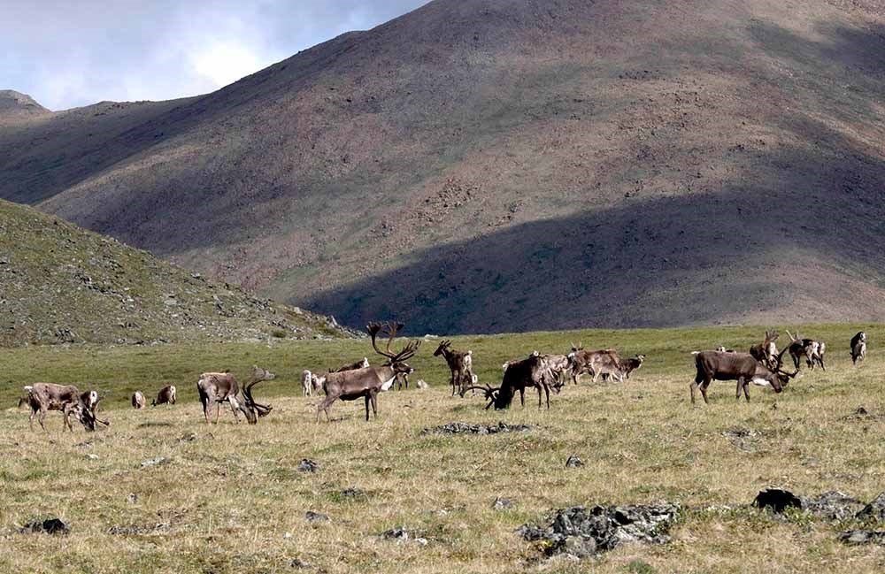 a herd of caribou on the tundra.