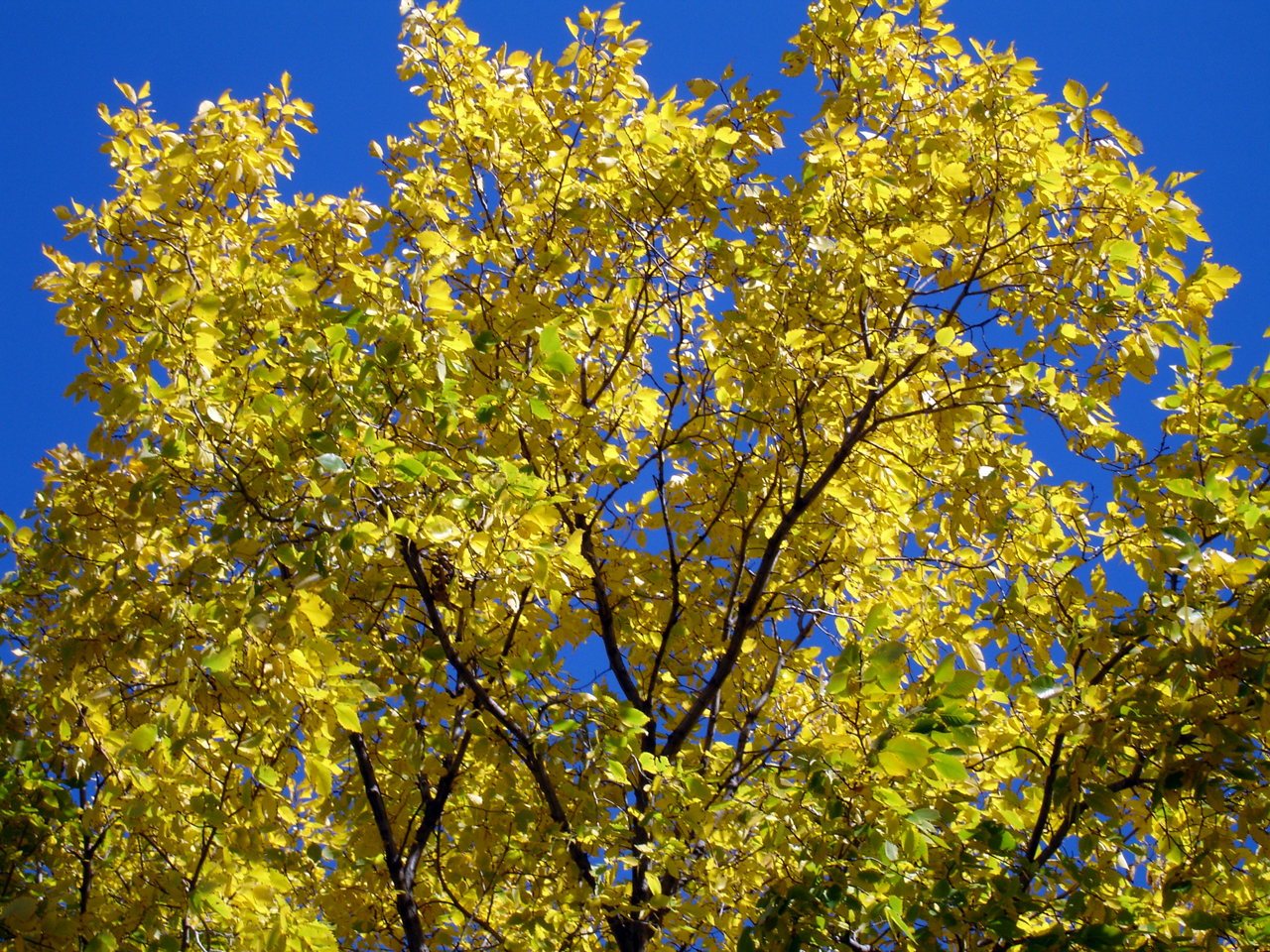 greenish-yellow leaves