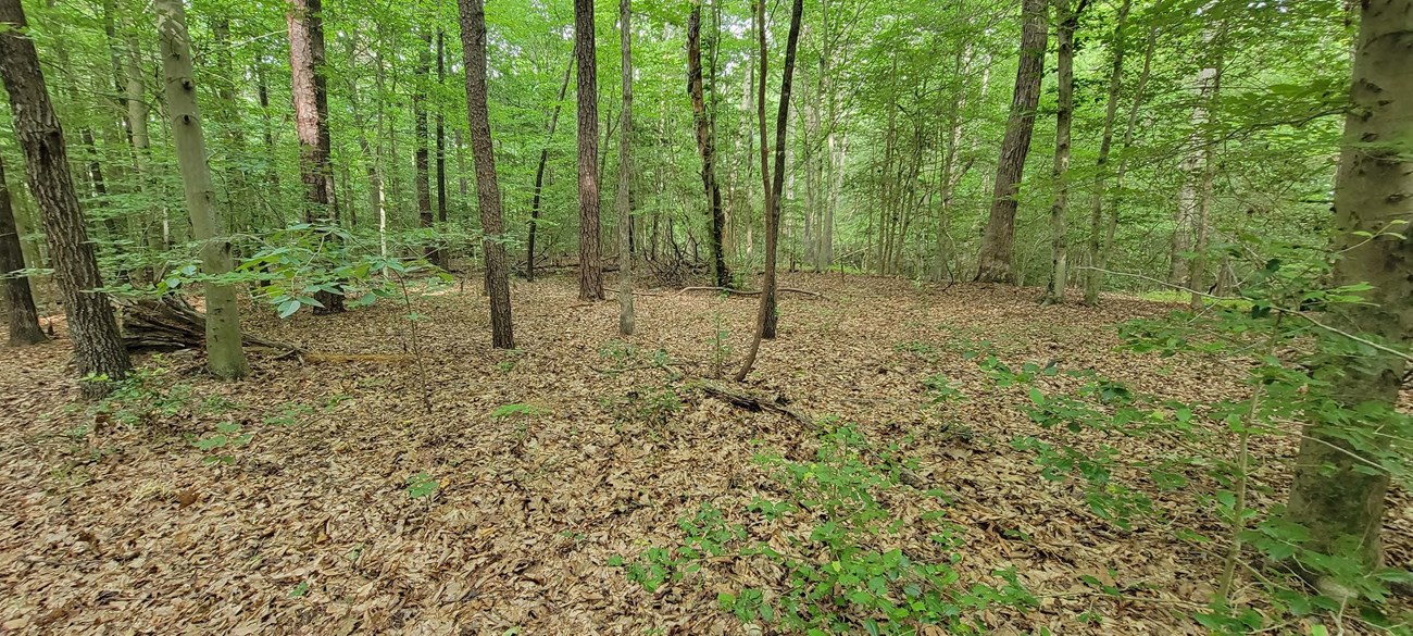 A forest with trees and dead leaves covering the ground. To the left of the forest is a tree stump tucked in between two trees.