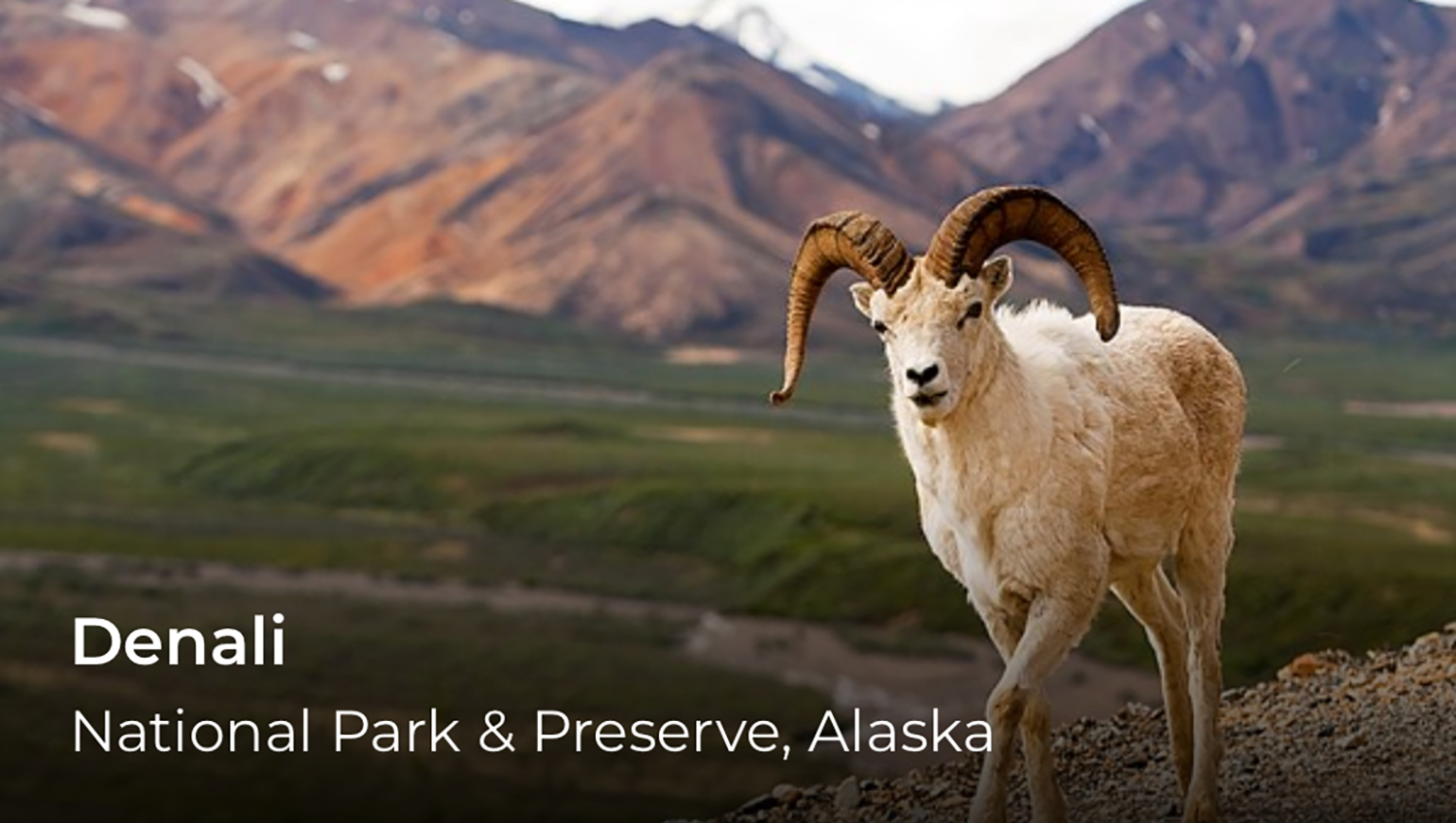A big horn sheep with mountains in the background. Words on the left say Denali National Park.